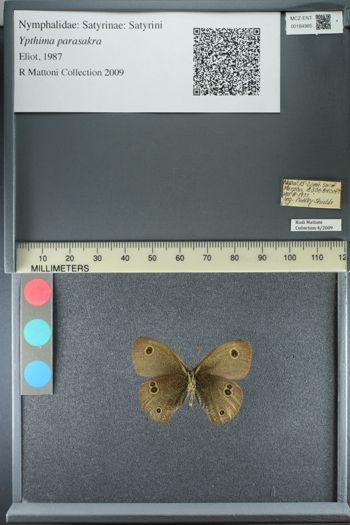 Media type: image;   Entomology 184985
